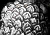 009fig001 wyandotte orlo singolo e doppio 2.jpg (75790 byte)