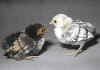 009fig008 pulc sebright oro e argento.jpg (63368 byte)