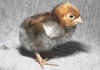 010fig005 pulc wyandotte oro orlo nero.jpg (63630 byte)