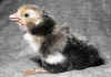 010fig006 pulc wyandotte argento orlo nero 1.jpg (65761 byte)