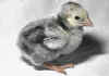010fig007 pulc wyandotte argento orlo nero 2.jpg (59507 byte)