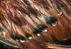 014fig003 barbuta d'Anversa millefiori maschio 6.jpg (92819 byte)