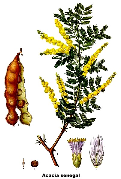 gomma arabica Acacia senegal